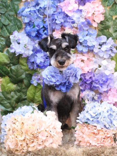 20250606門吉くん